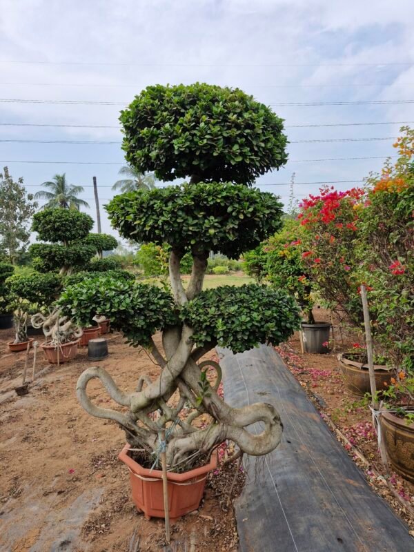 Bonsai 07