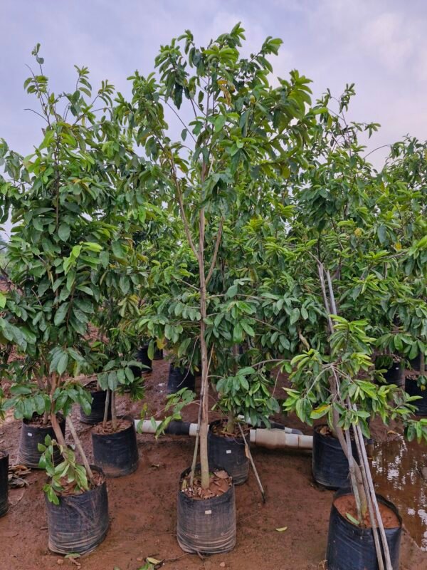 Annona Muricata(Lakshman phal)