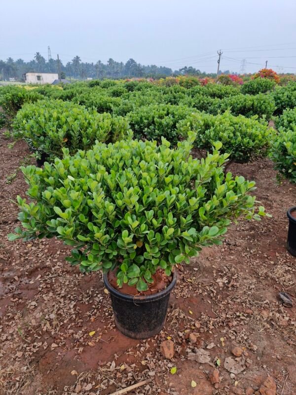 Apollo Ficus