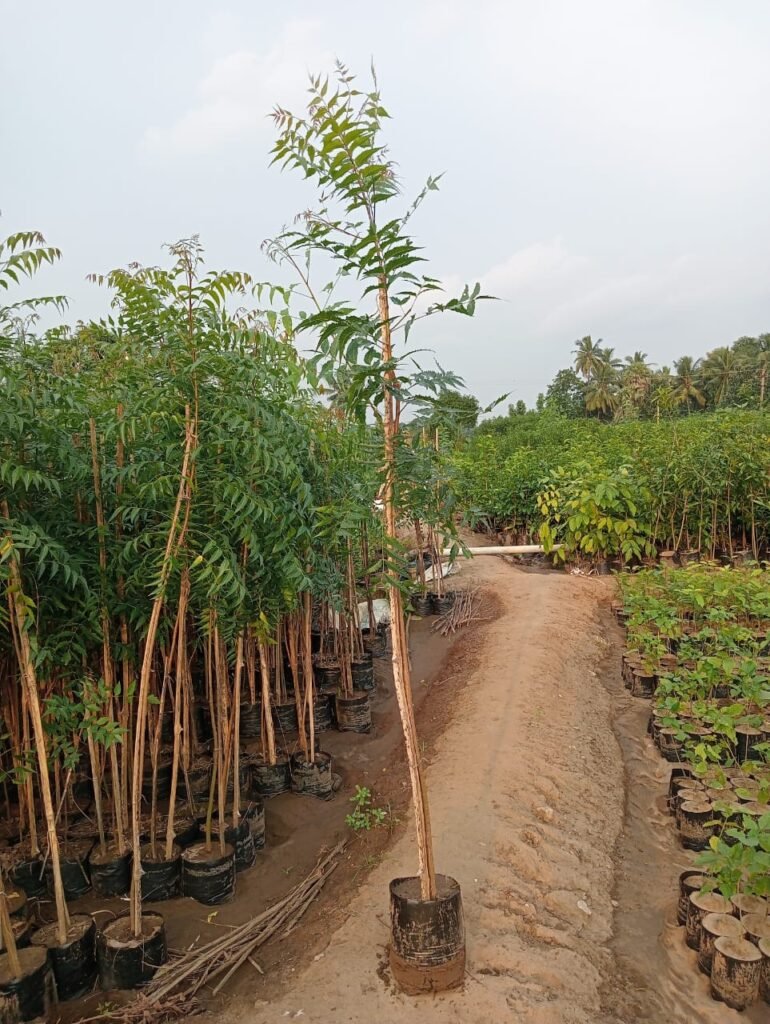 Azardirachta Indica