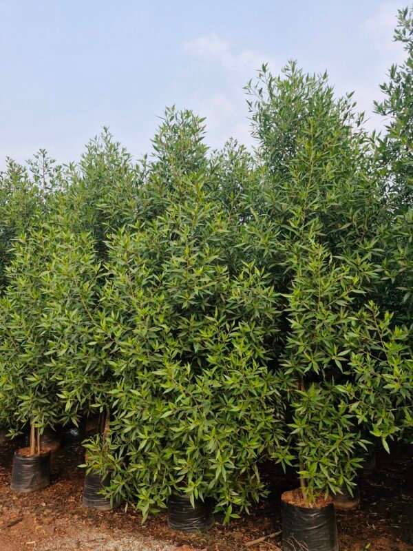Conocarpus