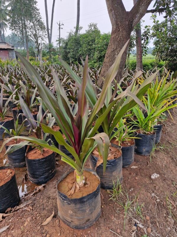Crinum Lilly Rubra