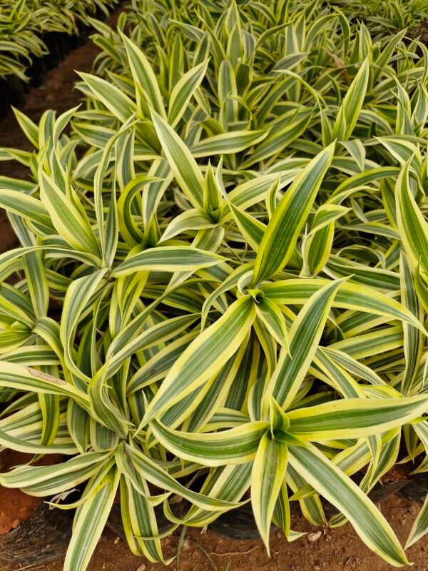 Dracaena Reflexa