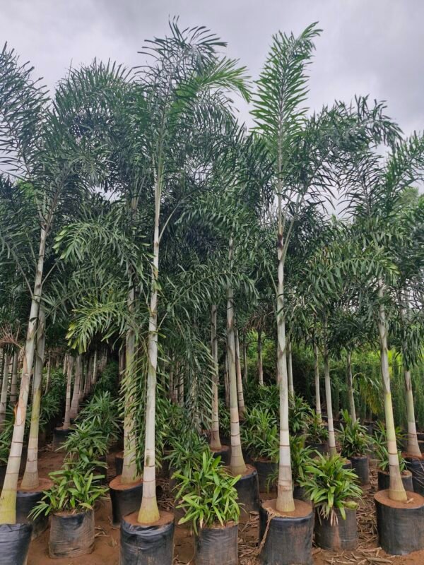 Foxtail palm