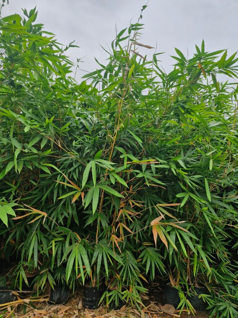 Golden Bamboo