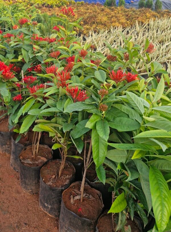 Ixora Singapuri red