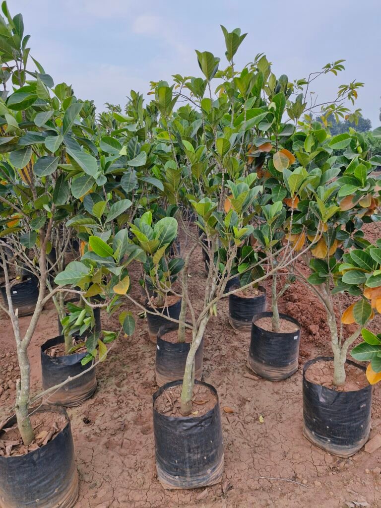 Jackfruit