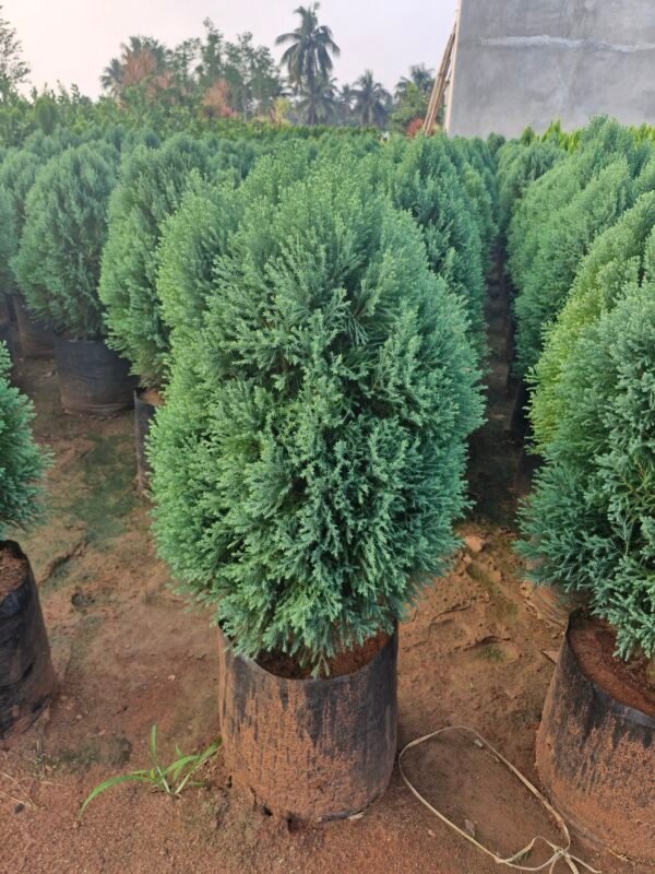 Junipress Green