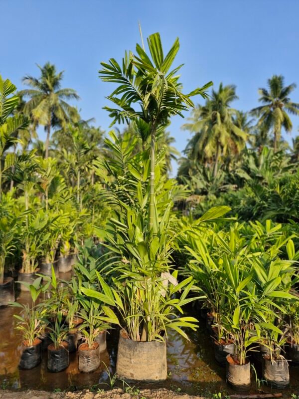 Kentiya palm