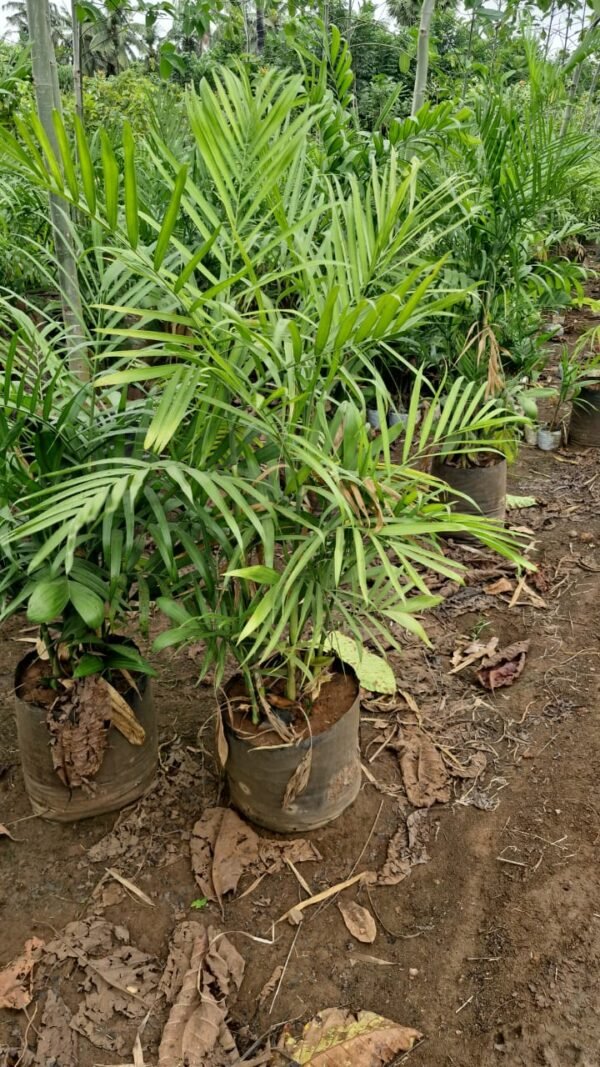 King palm