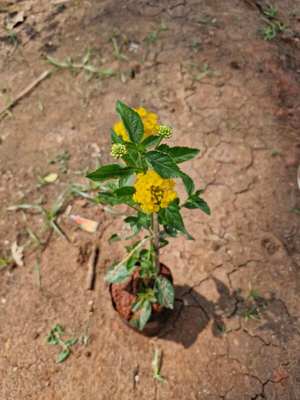 Lantana yellow