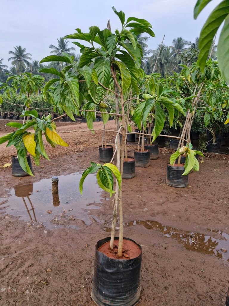 Morinda citrifolia