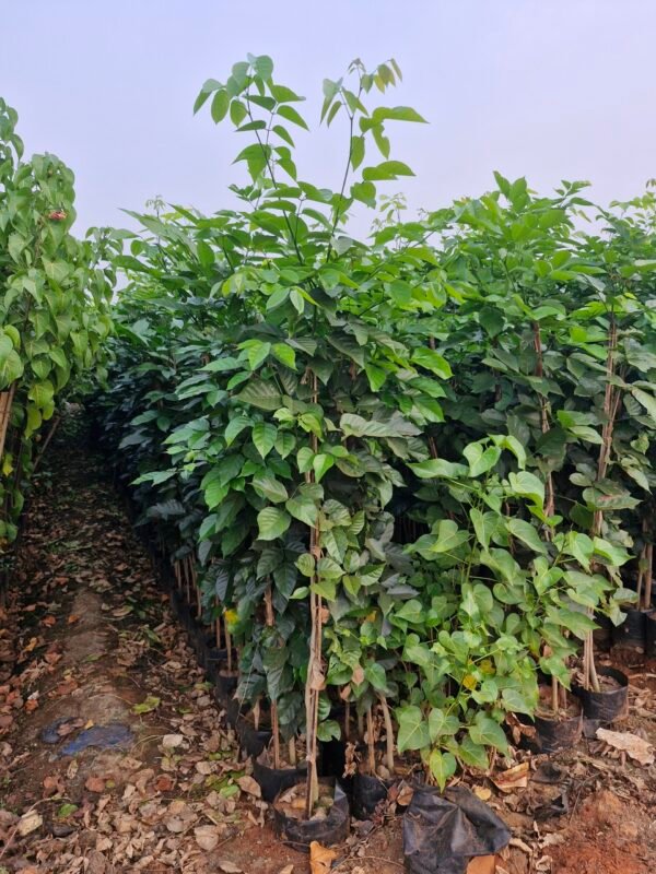 Pongamia pinnata