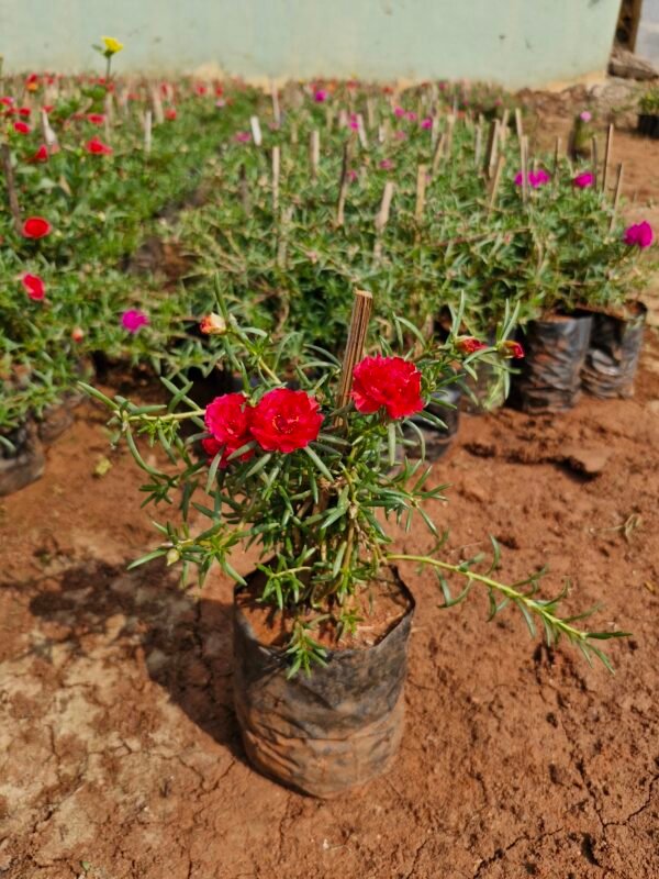 Portulaca Grandiflora