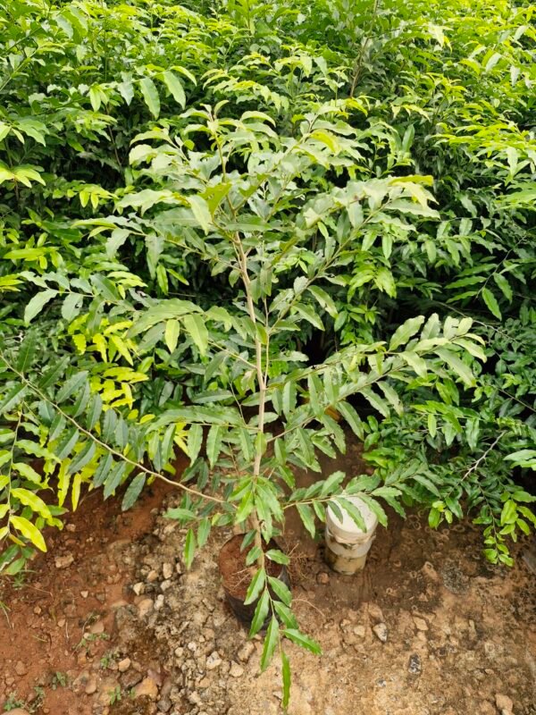 Putranjiva Roxburghii