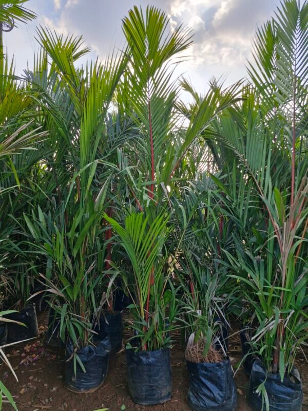 Red wax sealing palm