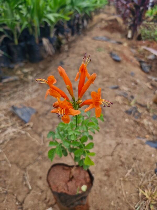Tecoma orange