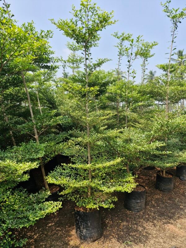 Terminalia Mantaly Green