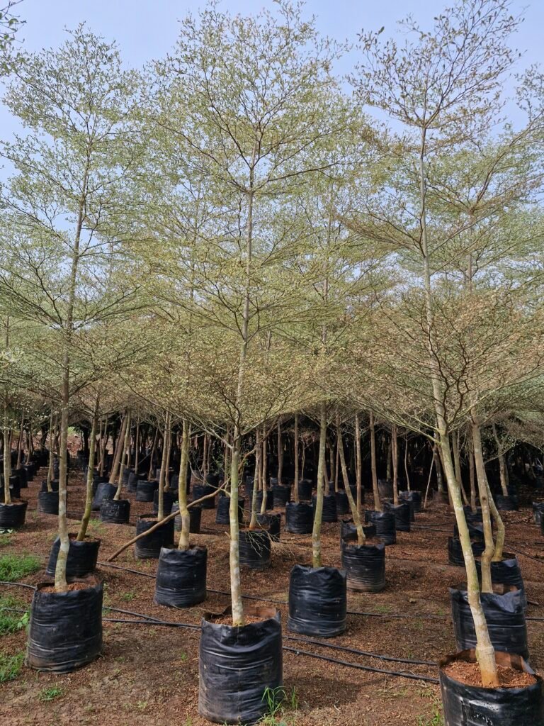 Terminalia Mantaly verigated
