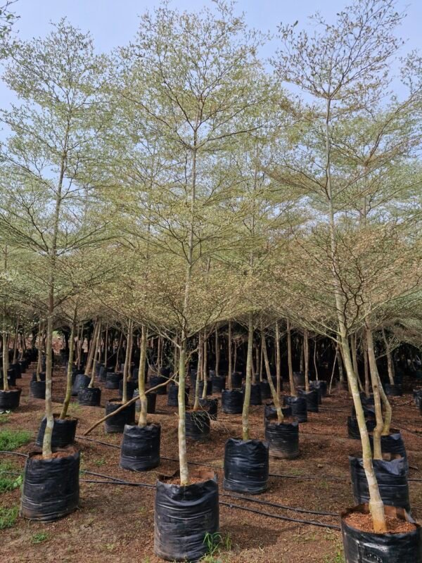 Terminalia Mantaly verigated