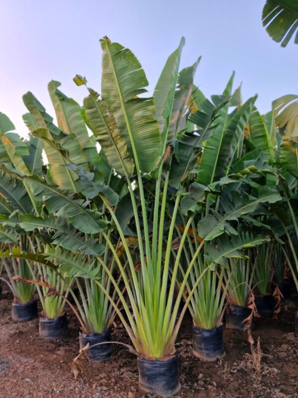 Traveler palm