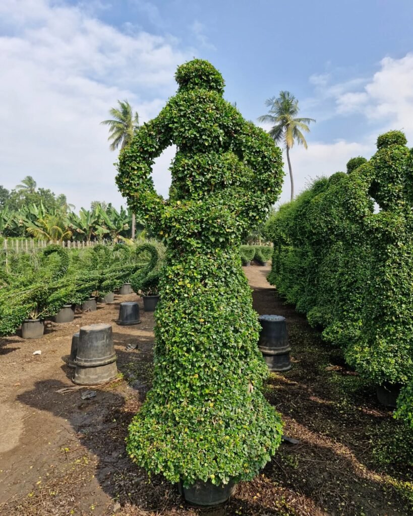Sri Shiva Hari Ayyappa Nursery healthy plants