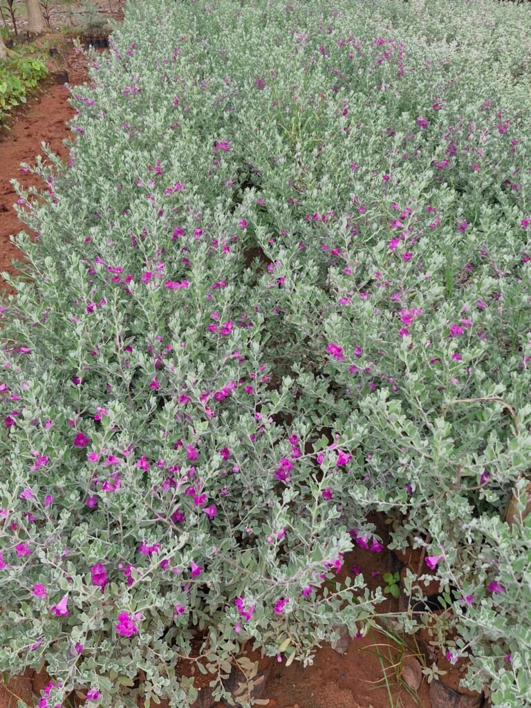 top nursery in Kadiyam