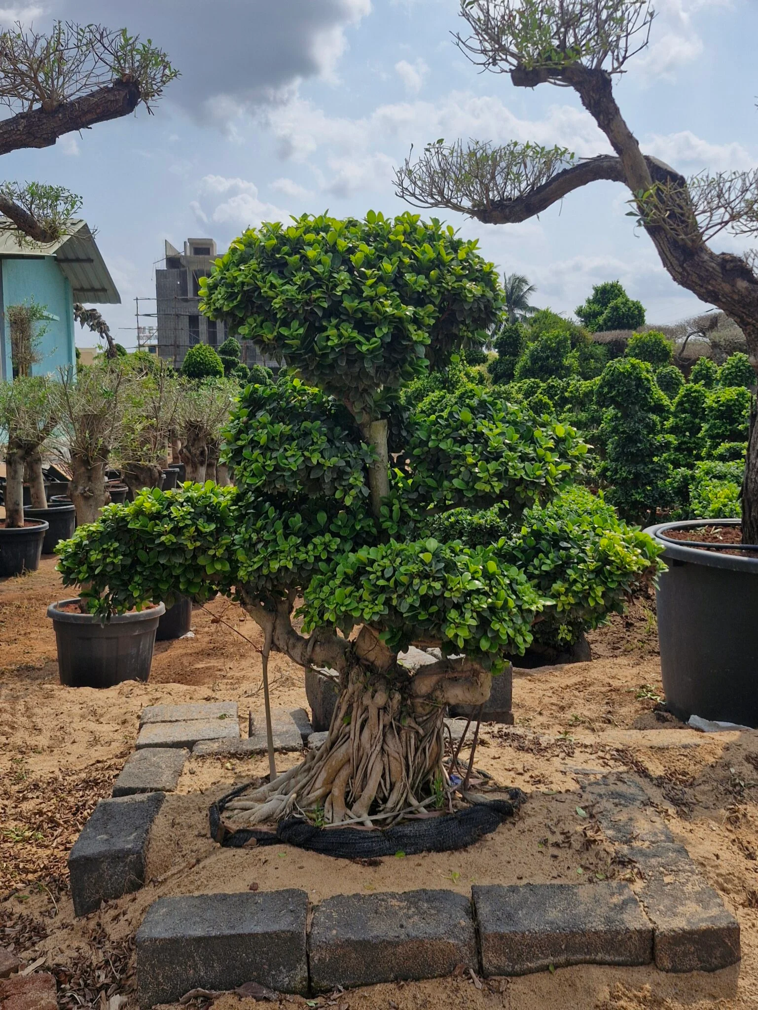 Bonsai Plants And Their Deep Connection With Nature And Calm - Sri ...