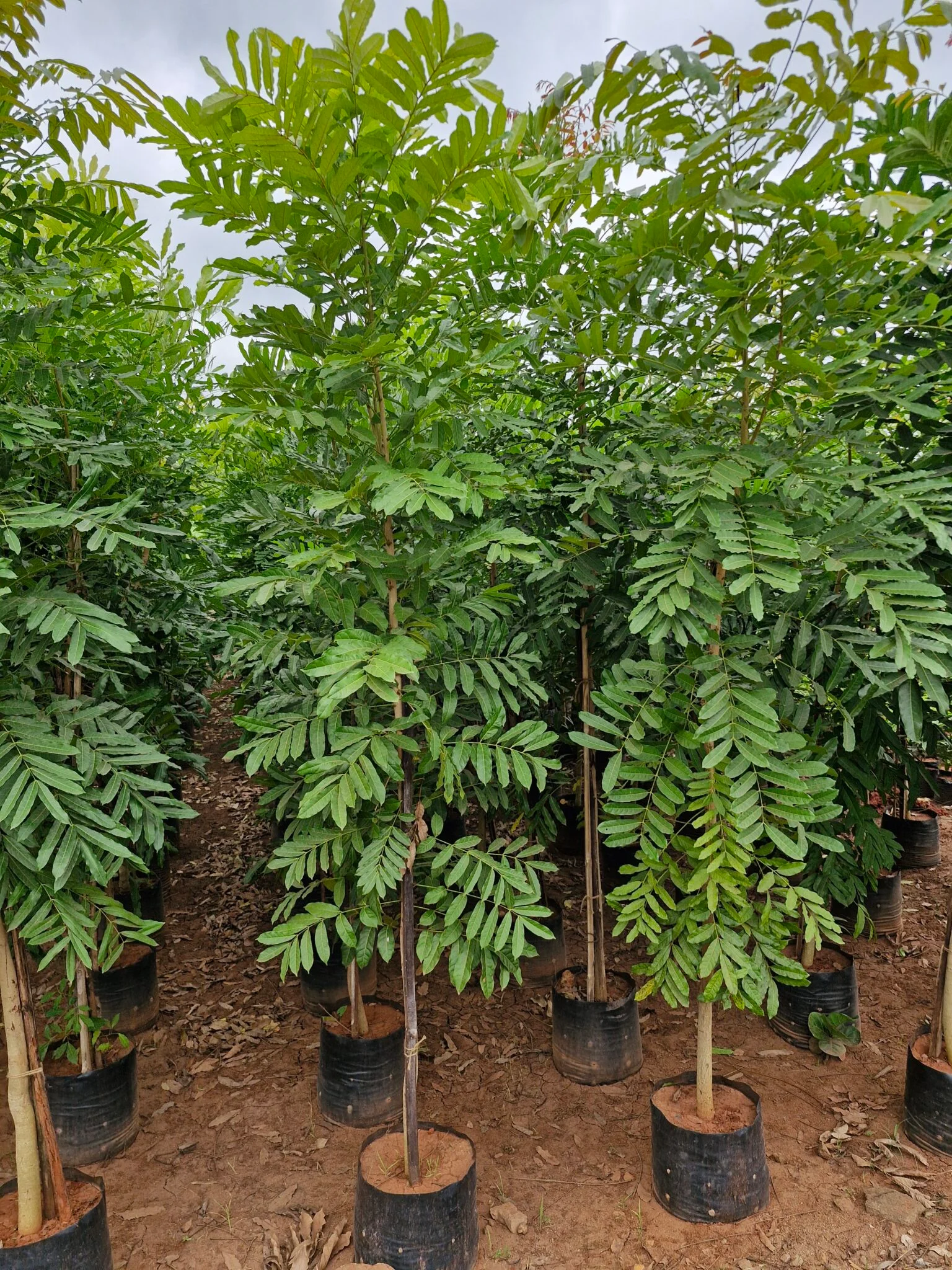 Yap Tree Khaya Senegalensis A Fast Growing Hardwood Tree With Strong Returns ...
