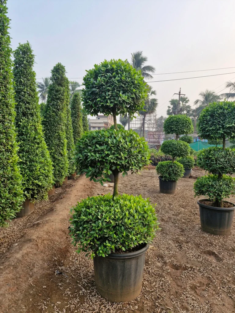 best nurseries in Rajahmundry