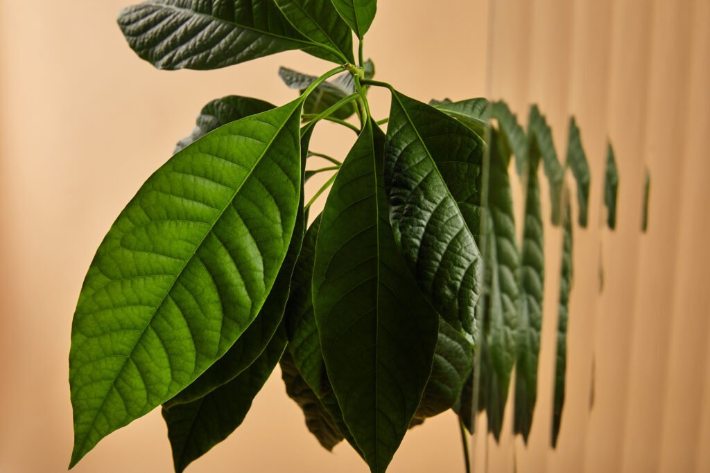 avocado tree care