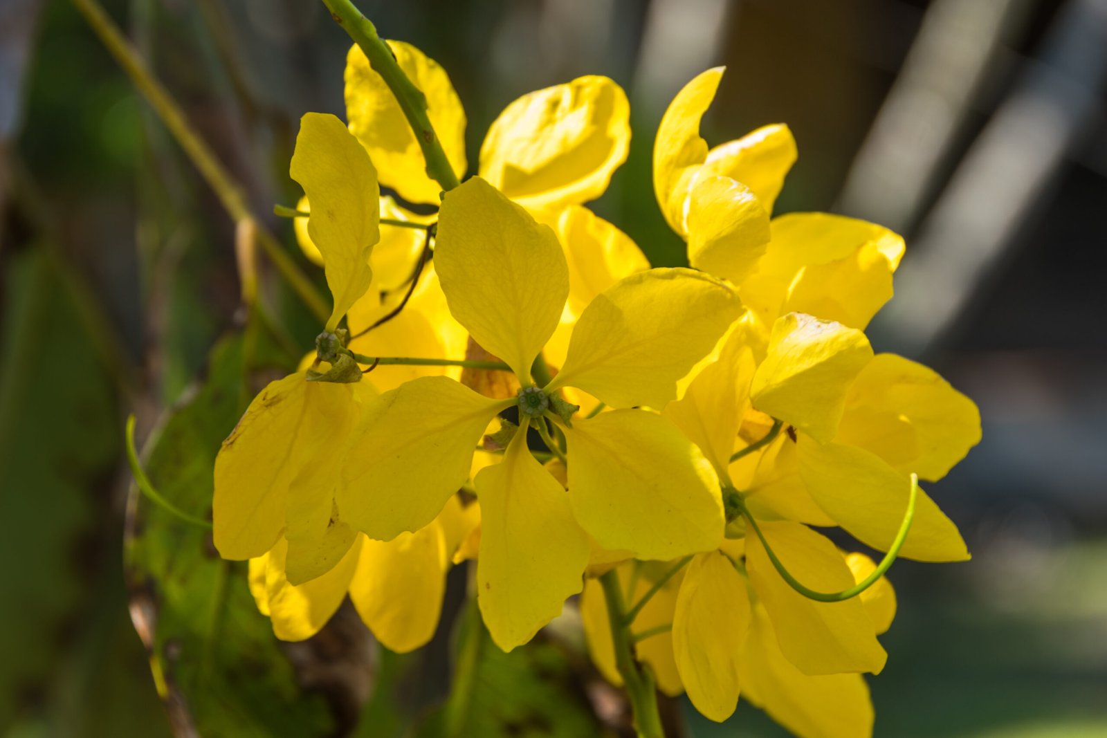 Cassia Siamea