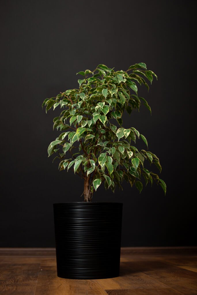 black ficus