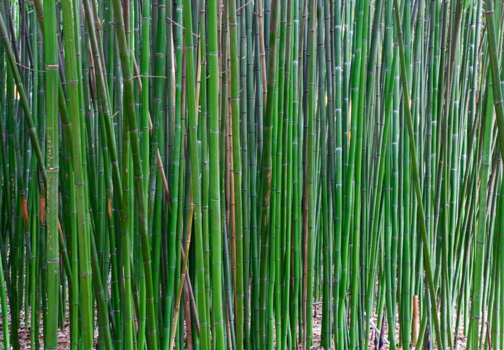 Equisetum Hyemale: The Elegant Horsetail Plant