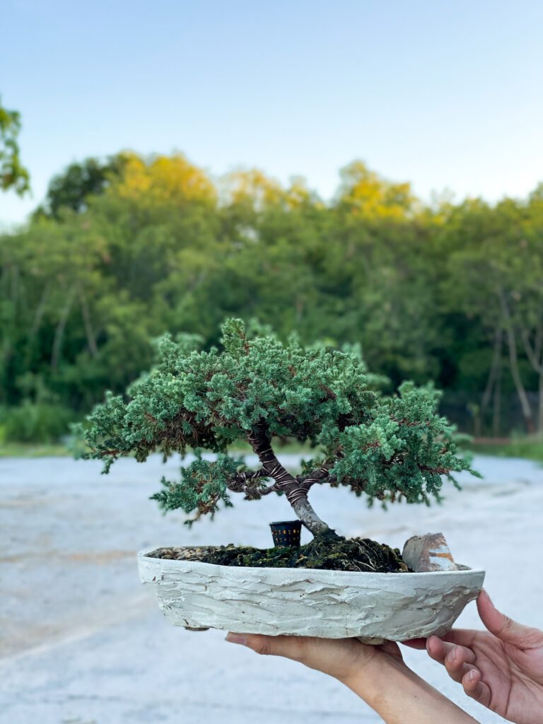 Bonsai