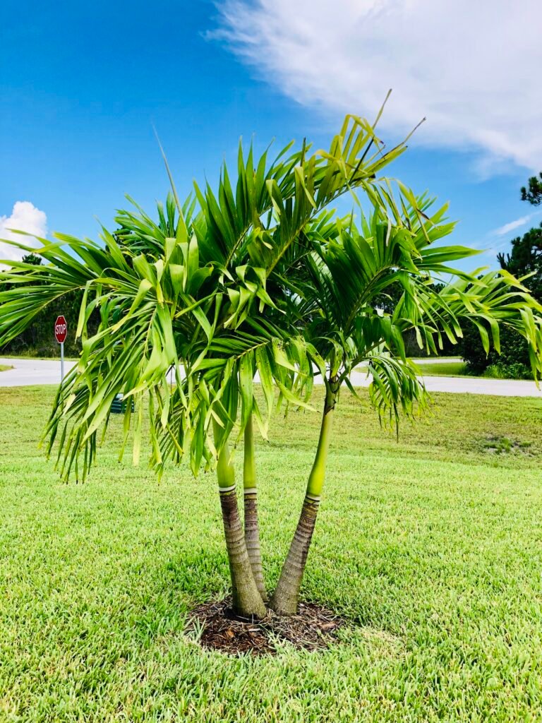 Foxtail Palm