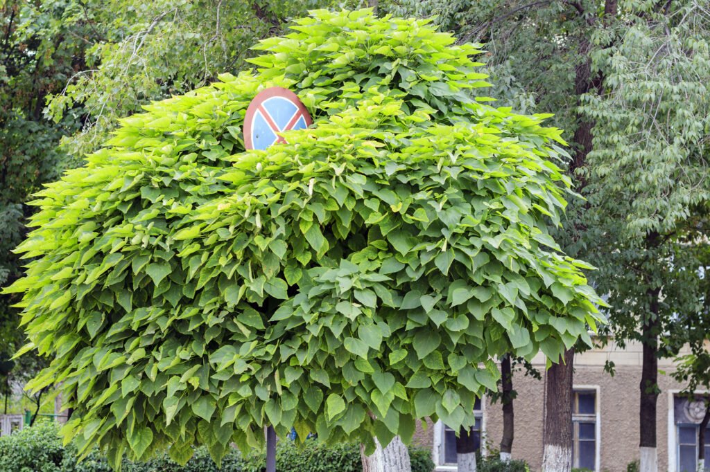 Spathodea Campanulata