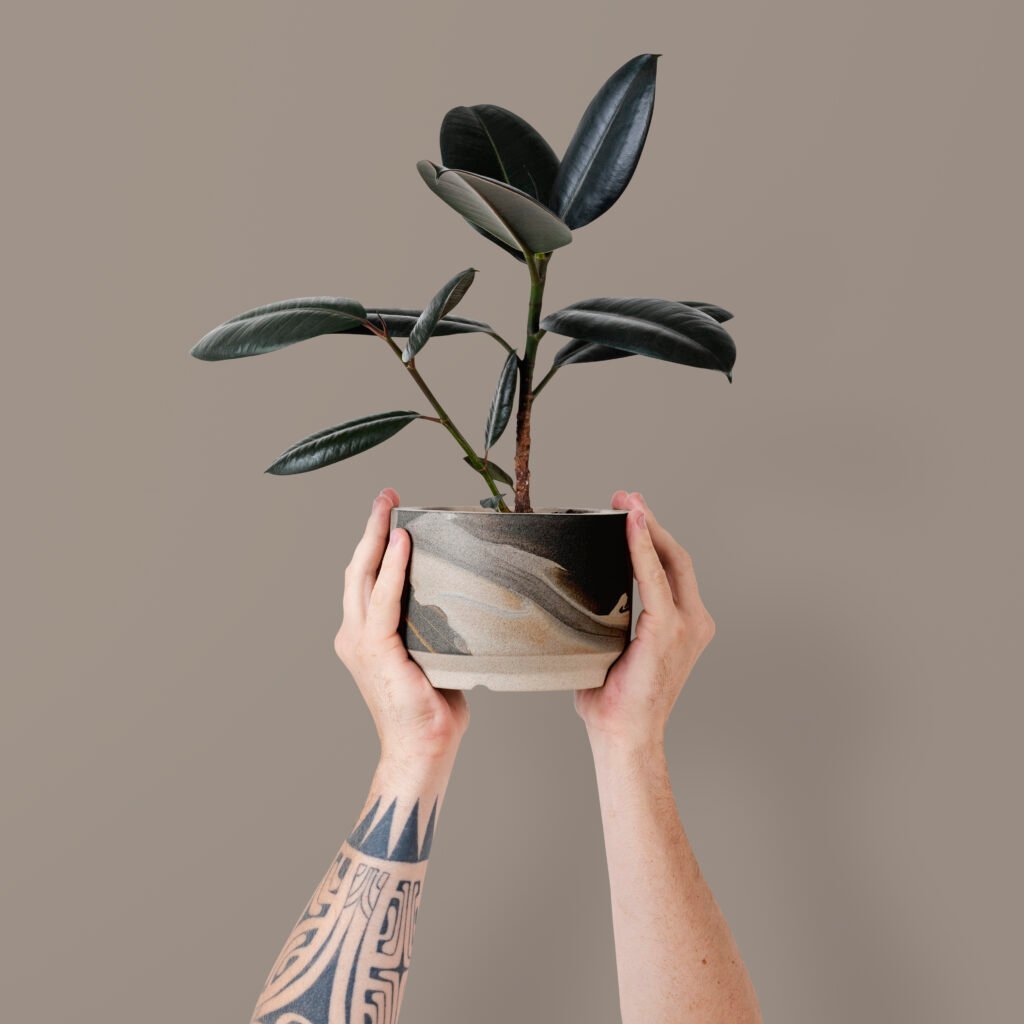 Black Ficus plant