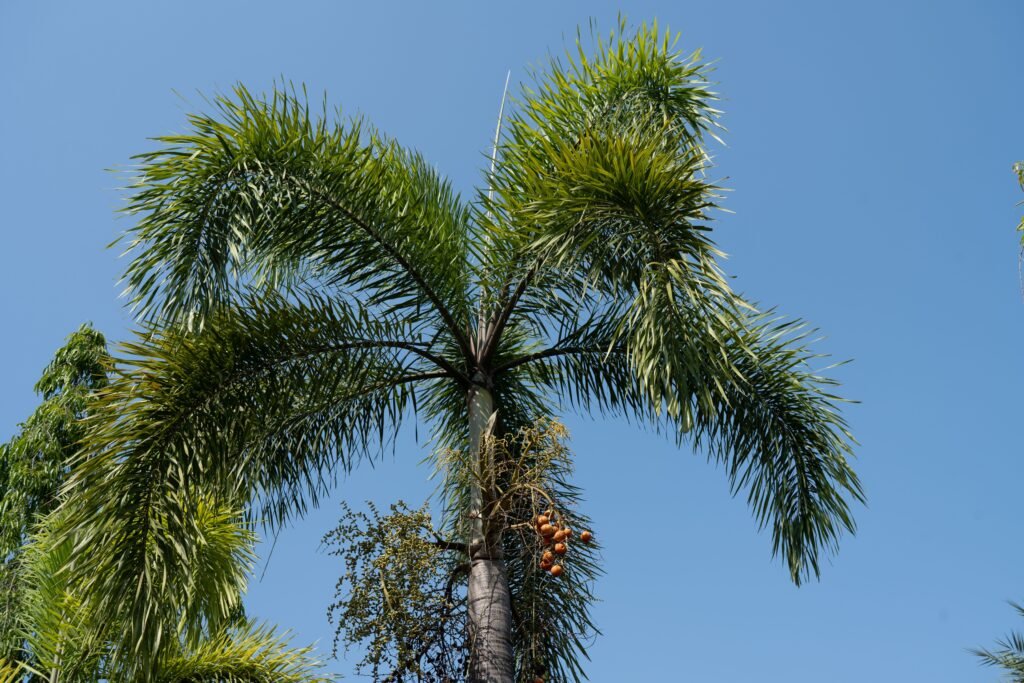 Royal Palm tree