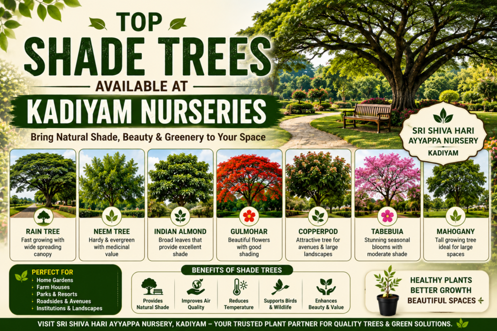 Shade Trees Available at Kadiyam Nurseries