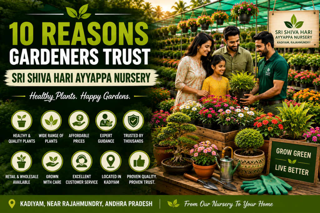 best nursery in Kadiyam