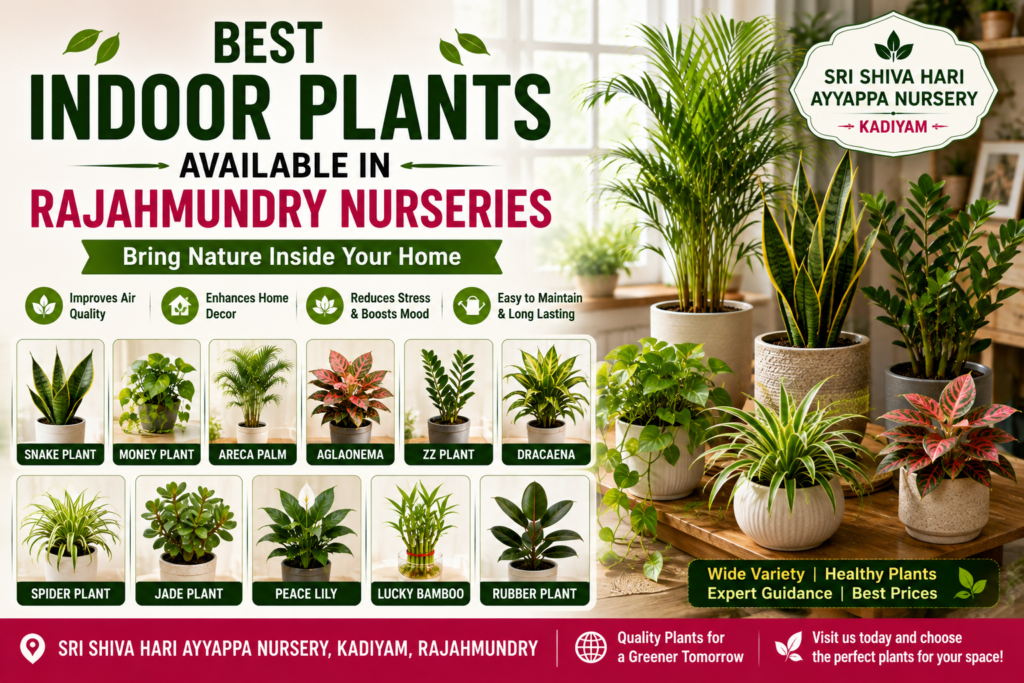 Best Indoor Plants