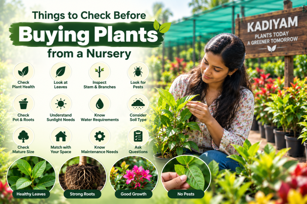 Buying Plants from a Nursery