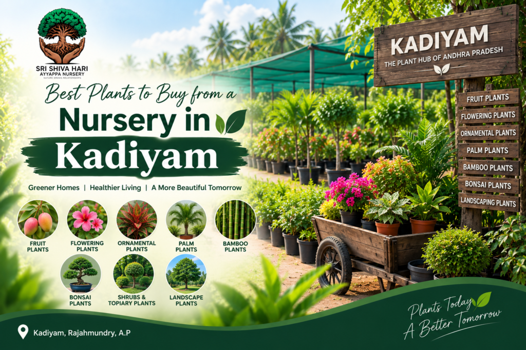 Best Plants to Buy in Kadiyam