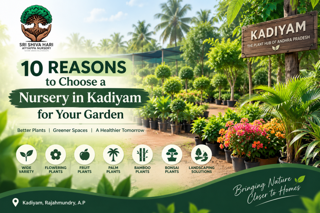 Nursery in Kadiyam