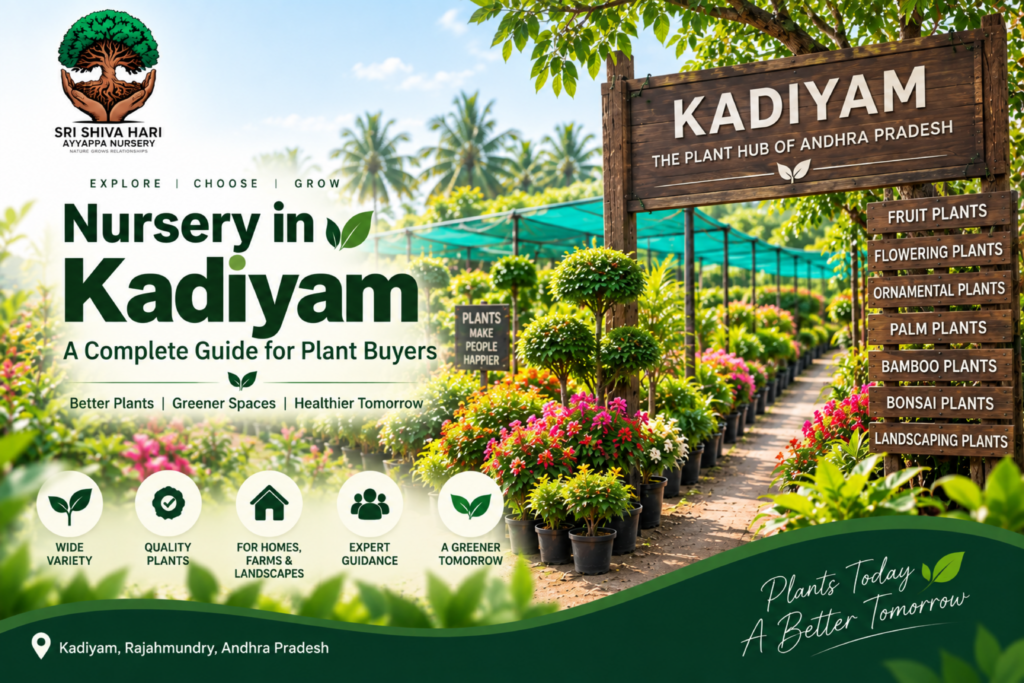 Nursery in kadiyam