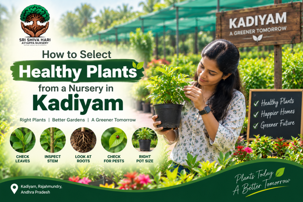Nursery in kadiyam