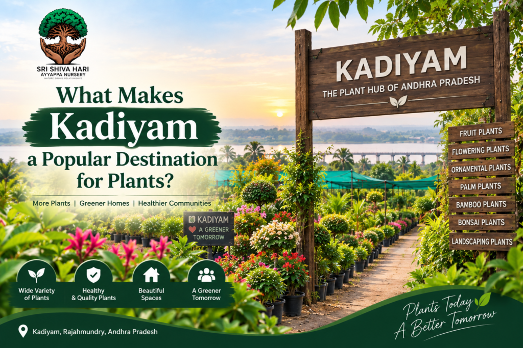Plants in Kadiyam