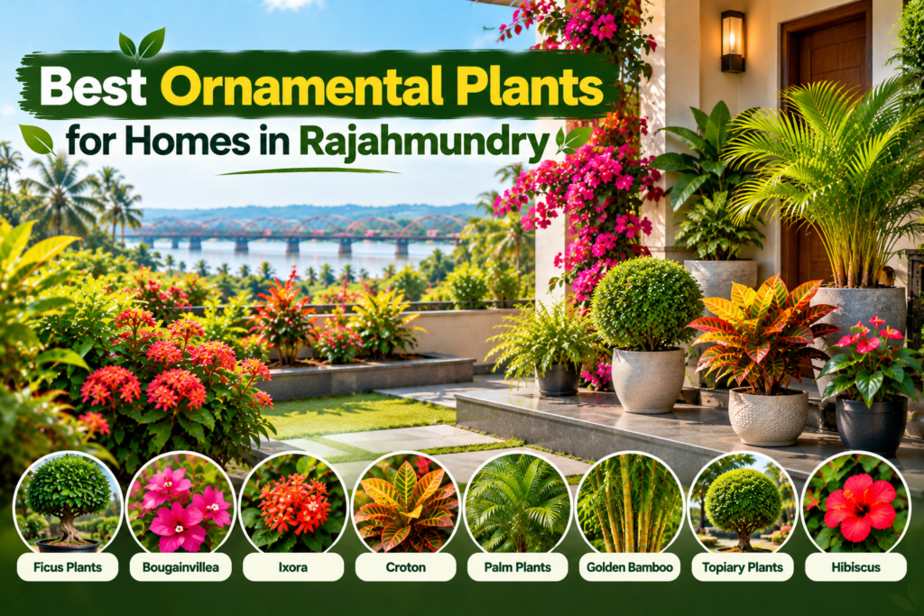 Ornamental Plants in Rajahmundry